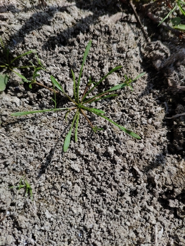 Limosella aquatica iNat (3)