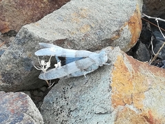 Sphingonotus azurescens