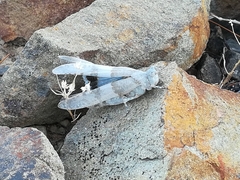 Sphingonotus azurescens