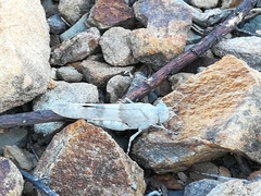 Sphingonotus azurescens