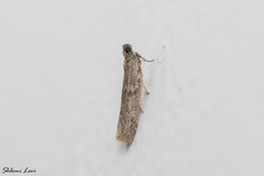 Dioryctria mendacella