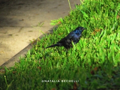 Molothrus bonariensis