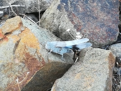 Sphingonotus azurescens