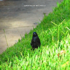 Molothrus bonariensis