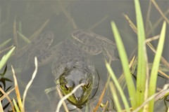 Lithobates montezumae