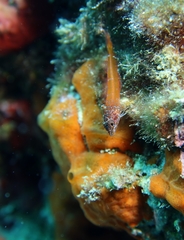 Tripterygion melanurus