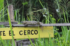 Ctenosaura acanthura