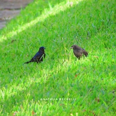 Molothrus bonariensis
