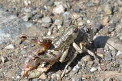 Buckellacris chilcotinae