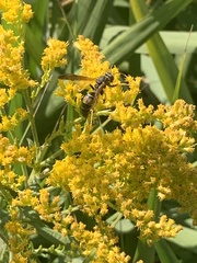 Polistes fuscatus