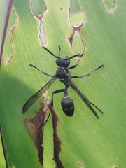 Mischocyttarus pallidipectus