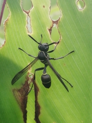 Mischocyttarus pallidipectus