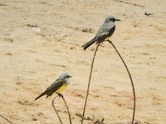 Tyrannus melancholicus