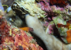 Microlipophrys nigriceps