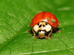 Hesperomyces virescens