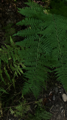 Dennstaedtia