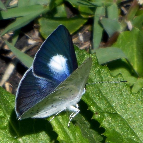 Candalides consimilis