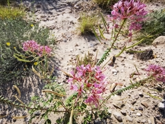 Polanisia dodecandra riograndensis