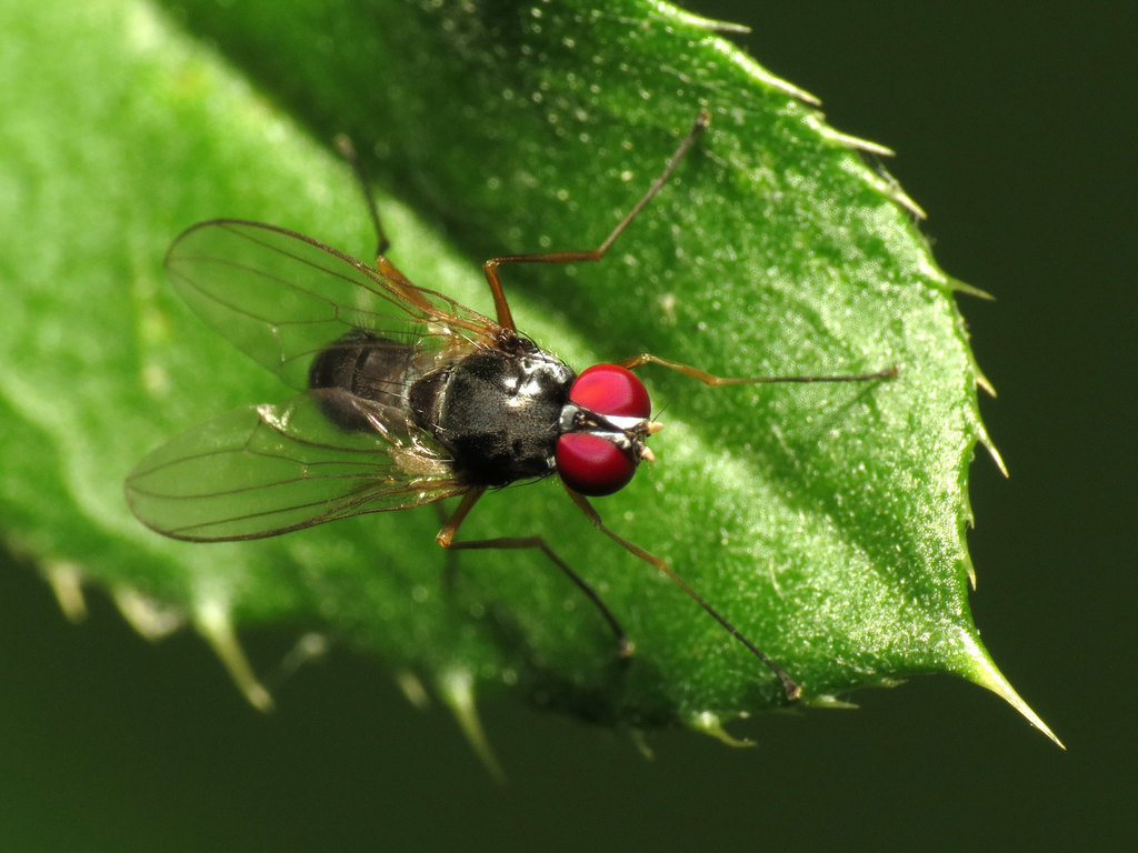 Tanypeza picticornis
