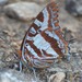 Silver-barred Charaxes - Photo (c) markusgmeiner, some rights reserved (CC BY-NC), uploaded by markusgmeiner