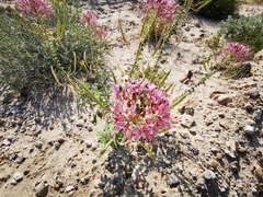 Polanisia dodecandra riograndensis