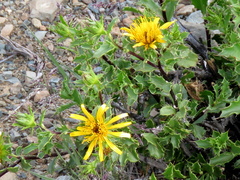 Berkheya spinosa