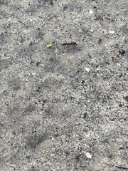 Odontomachus brunneus