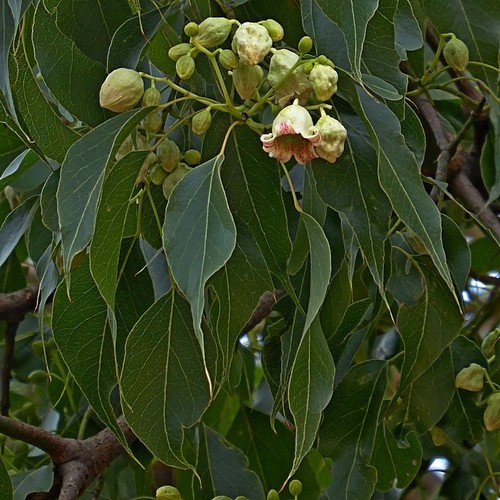 Brachychiton populneus