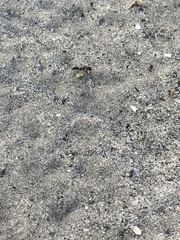 Odontomachus brunneus