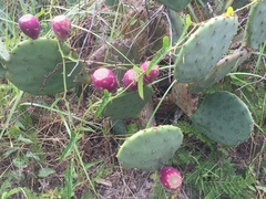 Opuntia tunoidea