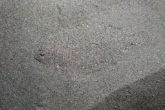 Arnoglossus
