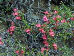 Hermannia grandiflora
