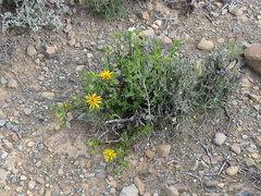 Berkheya spinosa