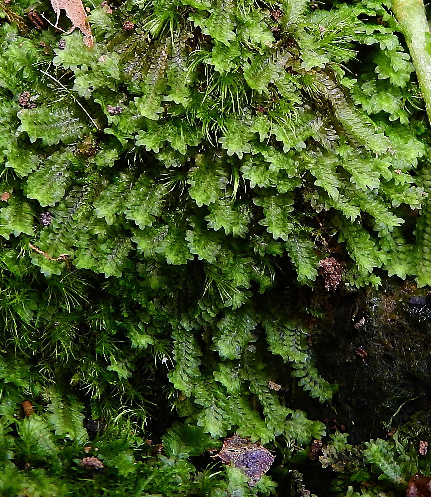 Diplophyllum