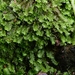 Diplophyllum - Photo (c) Susan Marley, μερικά δικαιώματα διατηρούνται (CC BY), uploaded by Susan Marley