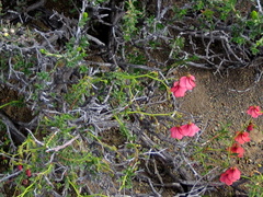 Hermannia grandiflora