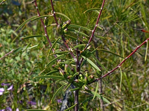 Image of Hakea ulicina by (c) Max Campbell, some rights reserved (CC BY)