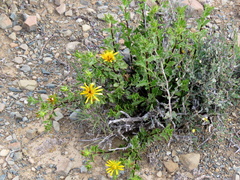 Berkheya spinosa