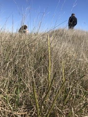Carmichaelia australis
