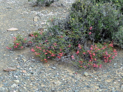 Hermannia grandiflora