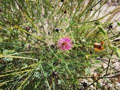 Mimosa monclovensis