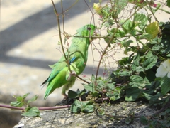 Forpus passerinus