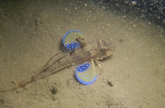 Chelidonichthys lucerna