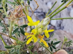 Dalea prostrata