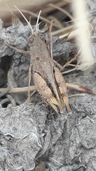 Calliptamus barbarus