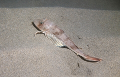 Chelidonichthys lucerna