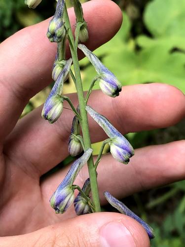 Mountain Larkspur (Delphinium ramosum)