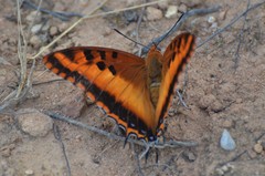 Charaxes druceanus proximans