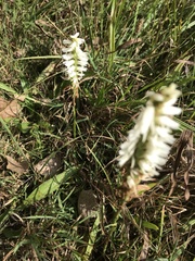 Spiranthes magnicamporum