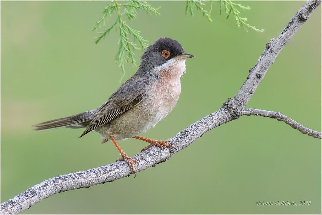 Menetries's Warbler (Curruca mystacea) photo